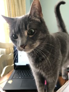 caitlin's cat breaking the rules